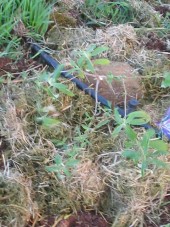 buddleia davidii planted in my garden