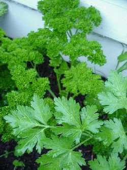 parsley